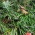 大量供应红心大叶野生石菖蒲种苗，基地直发