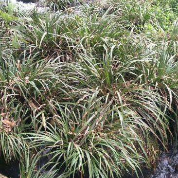 大量供应红心大叶野生石菖蒲种苗，基地直发