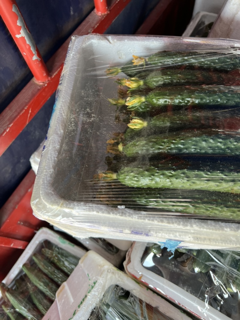 苏州常熟当天现采密刺鲜花新瓜黄瓜基地直发