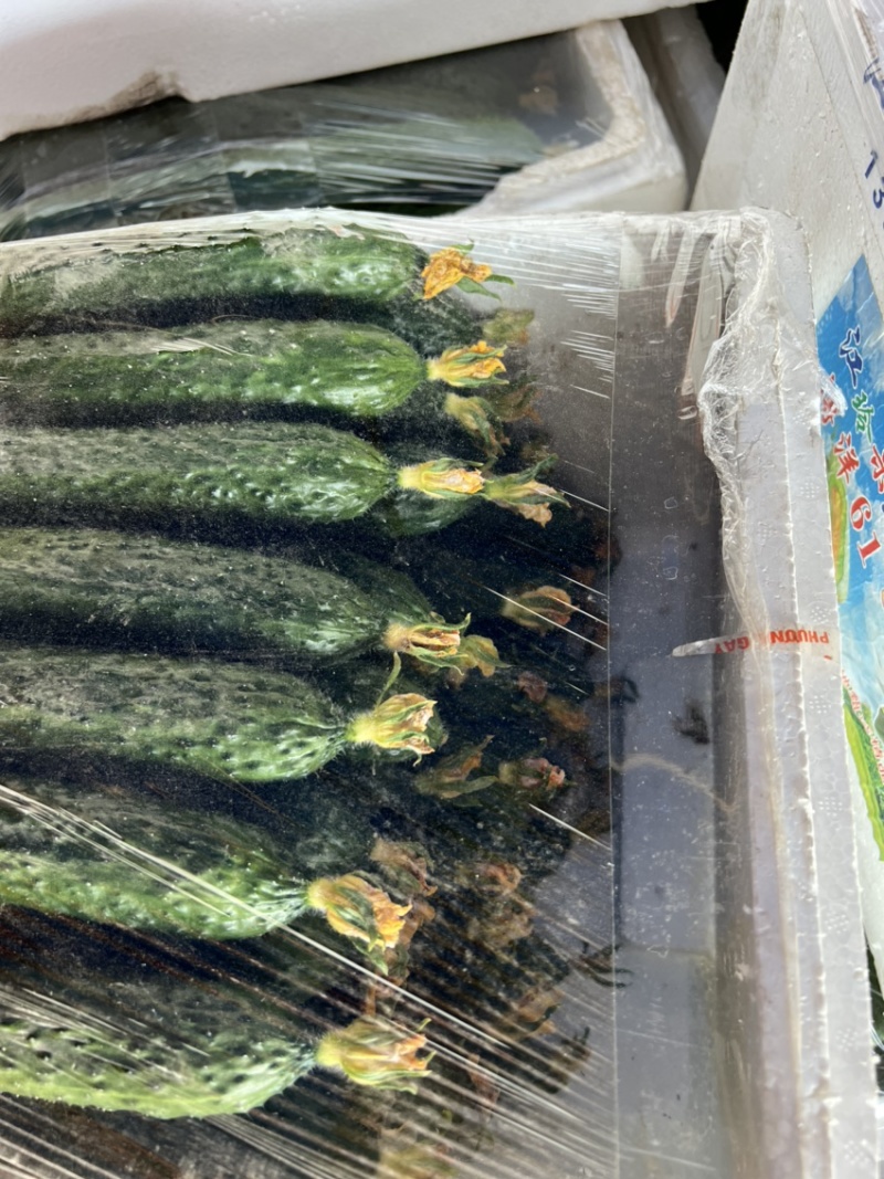 苏州常熟当天现采密刺鲜花新瓜黄瓜基地直发