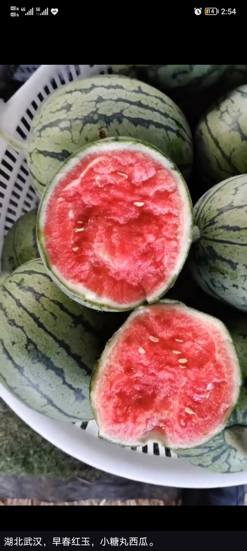 早春红玉，小西瓜，