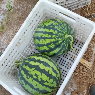无籽美都头茬14个糖
