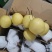 河北雪花梨，新梨上市，果型好质量保证，大量有货