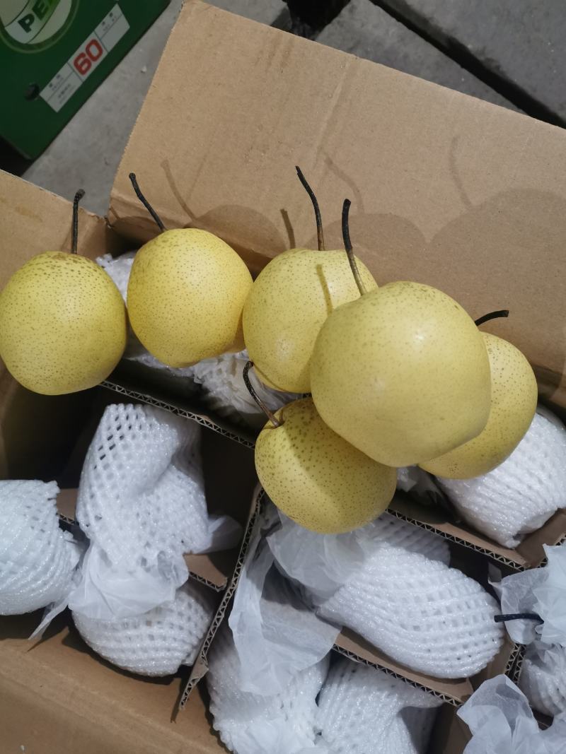 河北雪花梨，新梨上市，果型好质量保证，大量有货