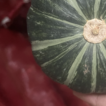 惠和一号贝贝南瓜
