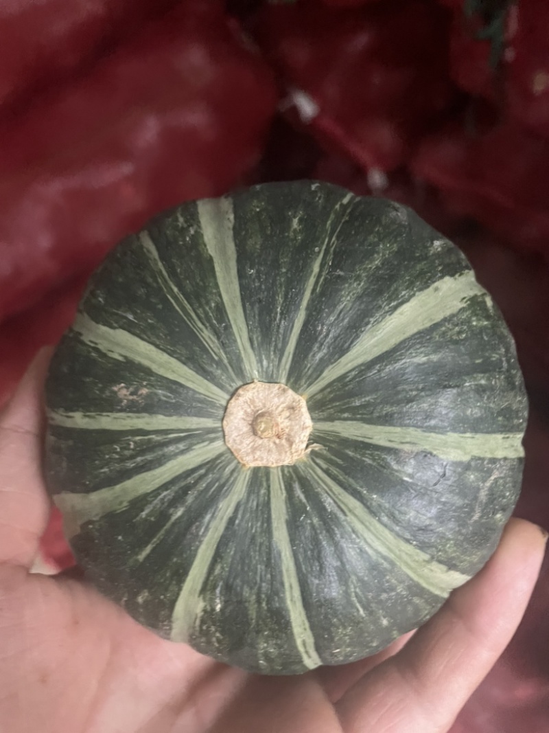 惠和一号贝贝南瓜