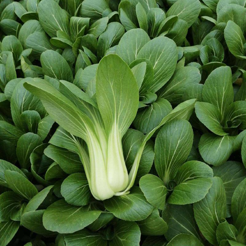 奶油青梗菜种子鸡毛菜小油菜种籽高产耐寒耐热抗病大田蔬菜种