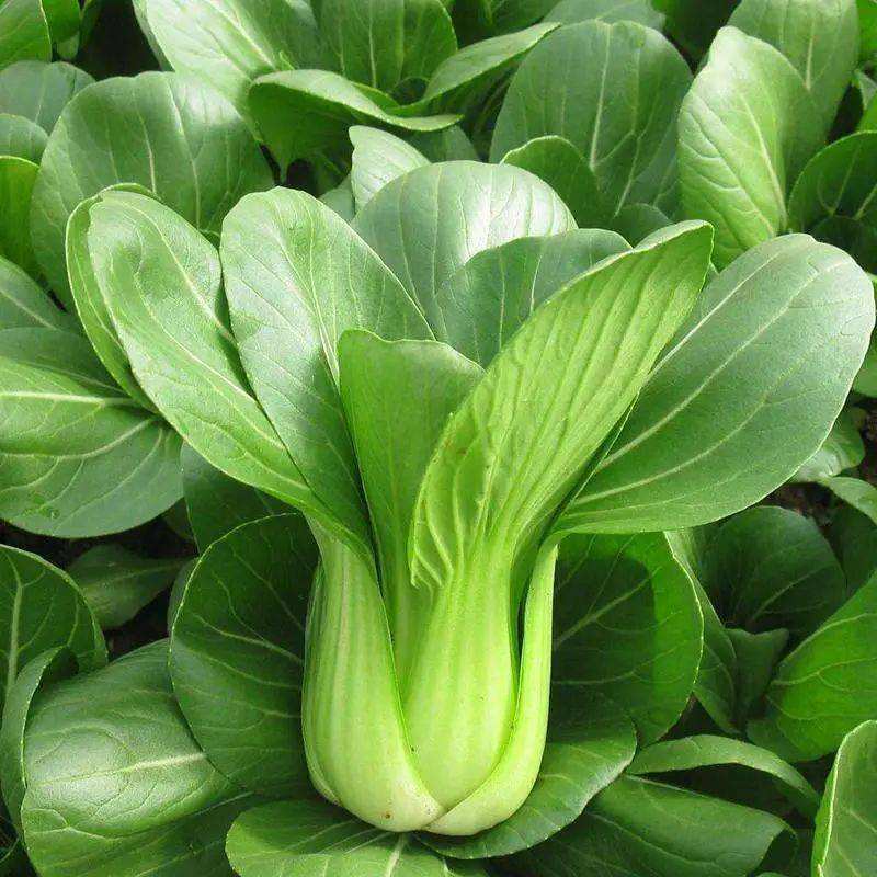 奶油青梗菜种子鸡毛菜小油菜种籽高产耐寒耐热抗病大田蔬菜种