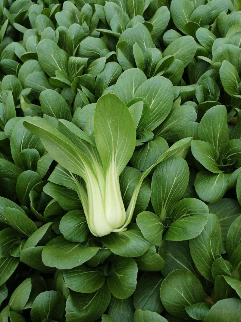 奶油青梗菜种子鸡毛菜小油菜种籽高产耐寒耐热抗病大田蔬菜种