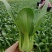 奶油青梗菜种子鸡毛菜小油菜种籽高产耐寒耐热抗病大田蔬菜种