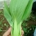 奶油青梗菜种子鸡毛菜小油菜种籽高产耐寒耐热抗病大田蔬菜种
