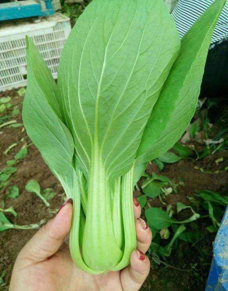 奶油青梗菜种子鸡毛菜小油菜种籽高产耐寒耐热抗病大田蔬菜种