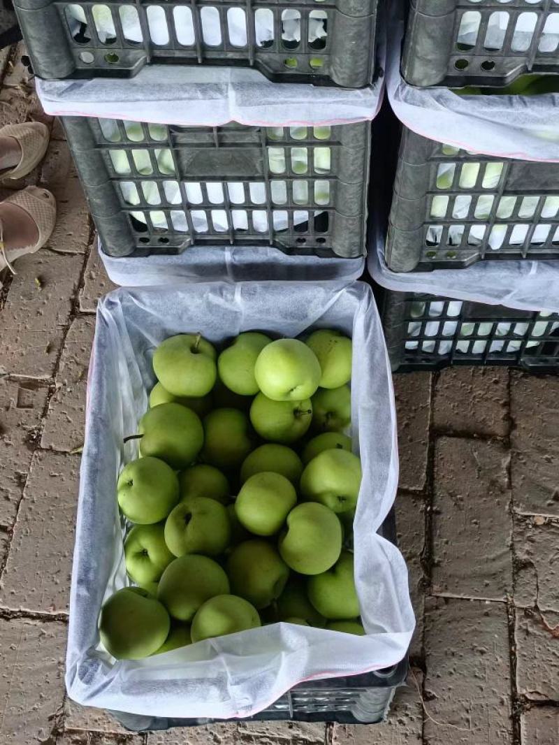 皇冠梨销售难，为了走量，开始处理销售，大降价