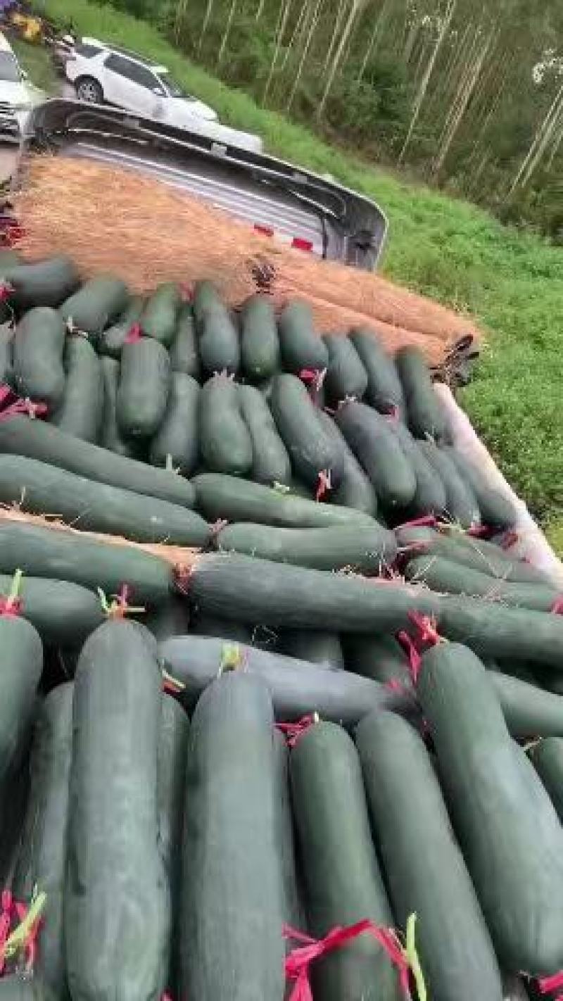 冬瓜