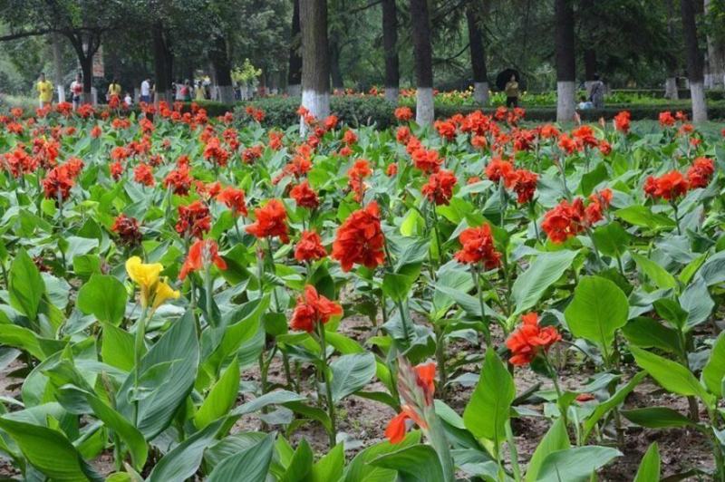 美人蕉种子红艳蕉小花美人蕉花种籽子小芭蕉黄花庭院室外易活