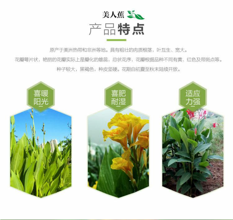 美人蕉种子红艳蕉小花美人蕉花种籽子小芭蕉黄花庭院室外易活