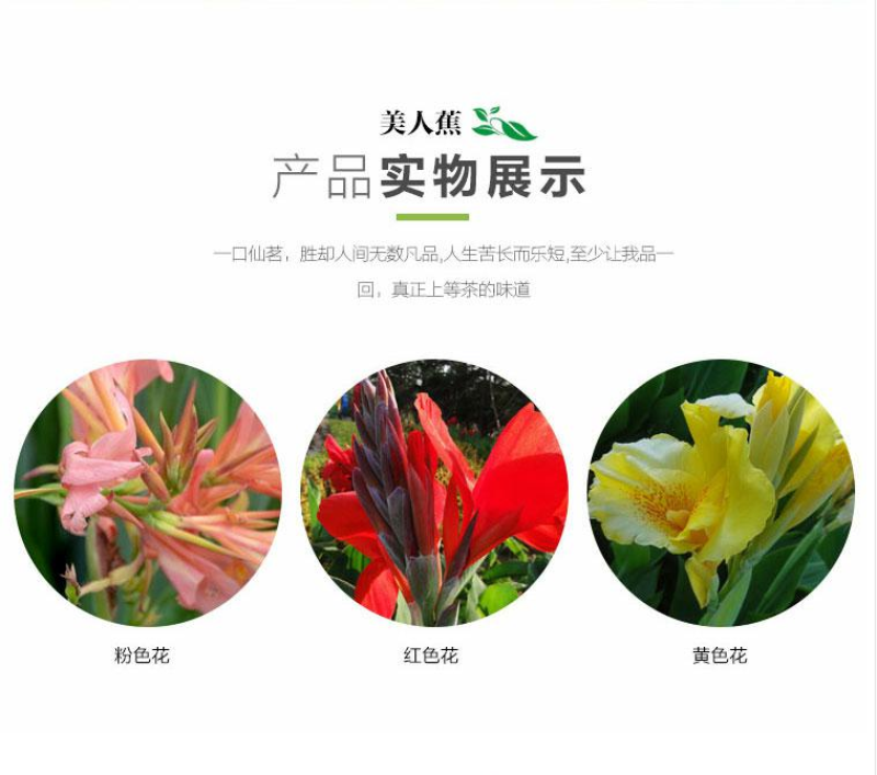 美人蕉种子红艳蕉小花美人蕉花种籽子小芭蕉黄花庭院室外易活