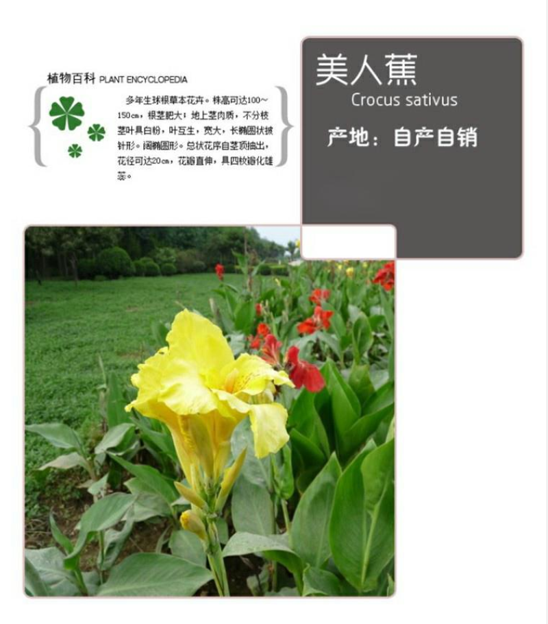 美人蕉种子红艳蕉小花美人蕉花种籽子小芭蕉黄花庭院室外易活