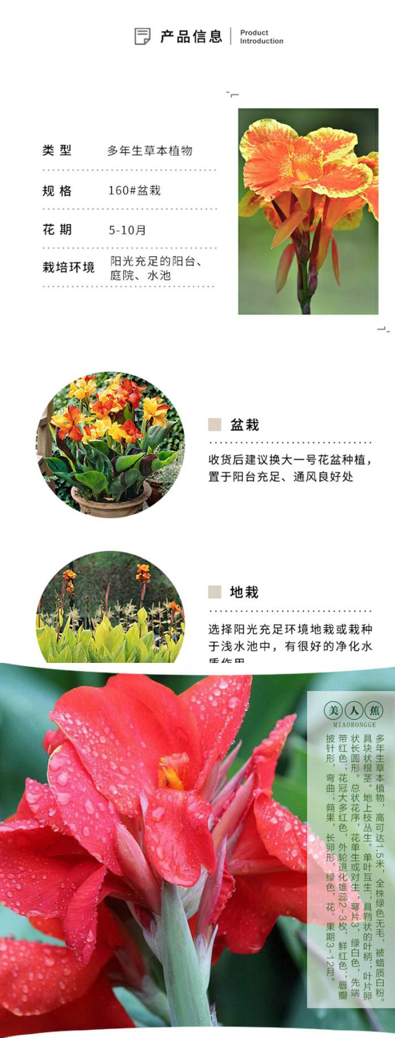 美人蕉种子红艳蕉小花美人蕉花种籽子小芭蕉黄花庭院室外易活