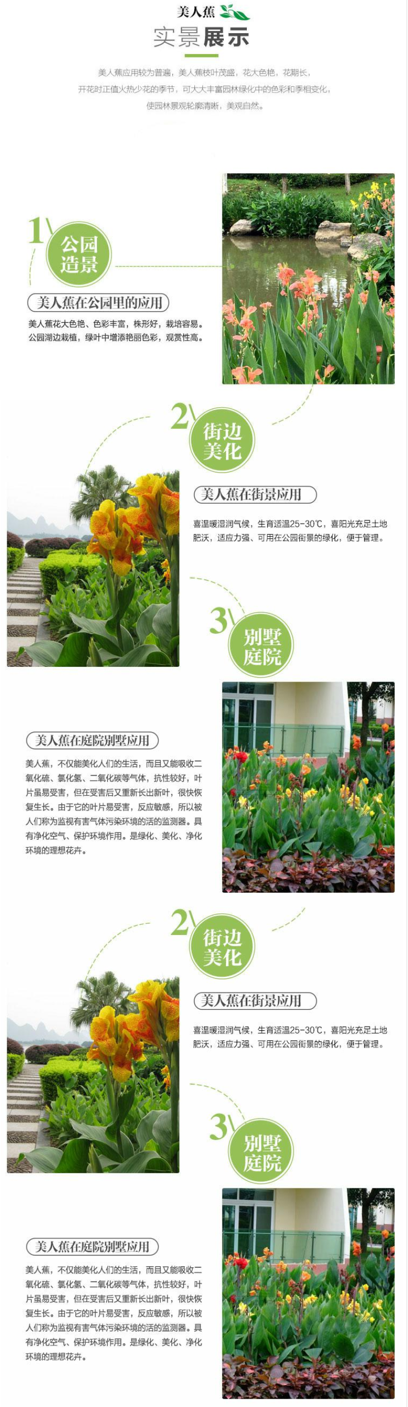 美人蕉种子红艳蕉小花美人蕉花种籽子小芭蕉黄花庭院室外易活