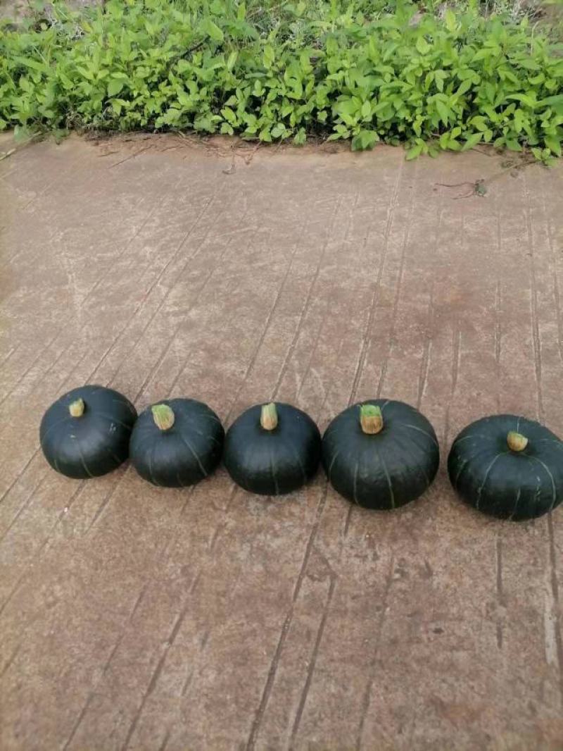 贝贝南瓜