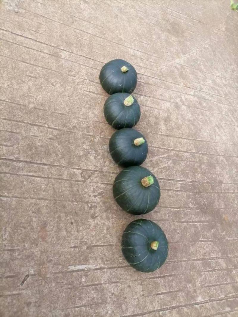 贝贝南瓜