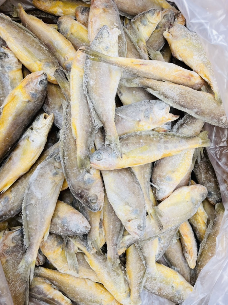 单冻小黄鱼黄花鱼烧烤用烧烤串串麻辣海鲜自助