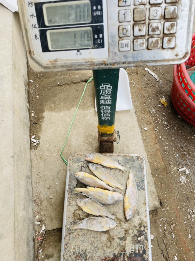 单冻小黄鱼黄花鱼烧烤用烧烤串串麻辣海鲜自助