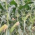 苏州常熟水果玉米糯玉米白玉米原产地直发团购+电商+工厂