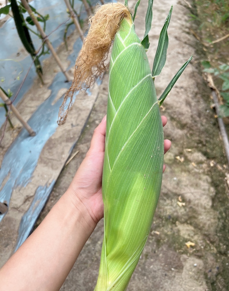 苏州常熟水果玉米糯玉米白玉米原产地直发团购+电商+工厂