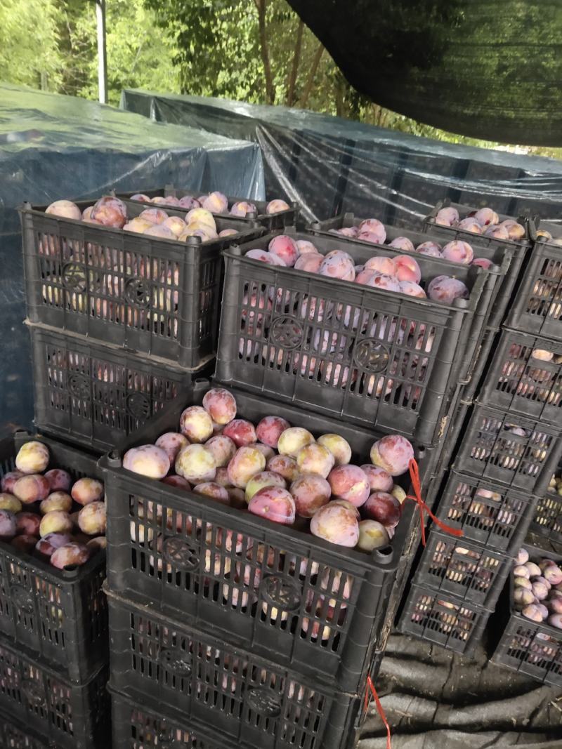 黑总统李子大量上市