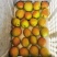 新梨七号大量上市，颜色漂亮，果面干净，供应全国市场商超