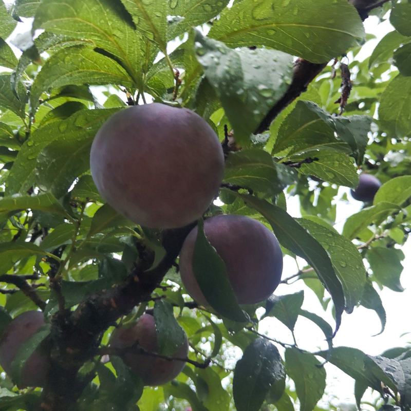 黑总统李子大量上市