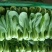 华冠青梗菜种子罐装抗病高产青菜种籽秋季四季播蔬菜孑