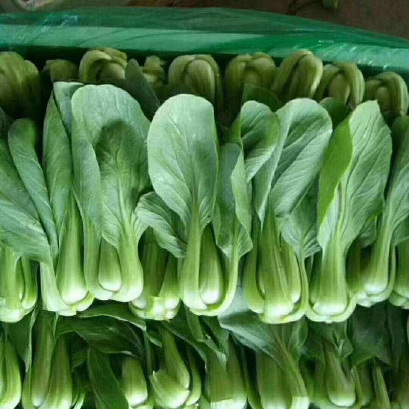 华冠青梗菜种子罐装抗病高产青菜种籽秋季四季播蔬菜孑