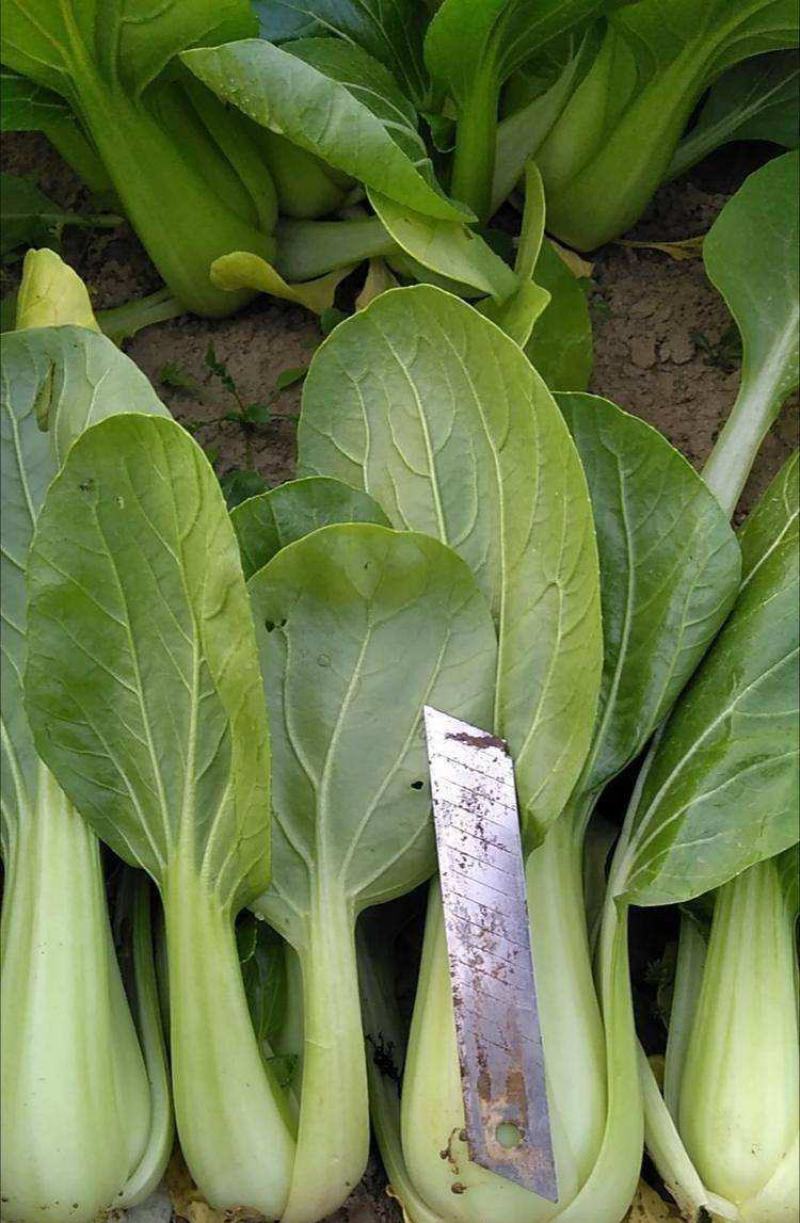 华冠青梗菜种子罐装抗病高产青菜种籽秋季四季播蔬菜孑