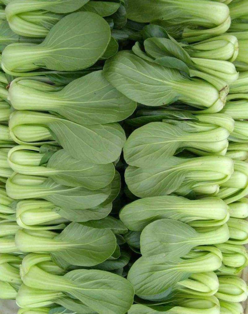 华冠青梗菜种子罐装抗病高产青菜种籽秋季四季播蔬菜孑