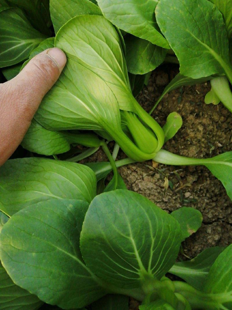 华冠青梗菜种子罐装抗病高产青菜种籽秋季四季播蔬菜孑
