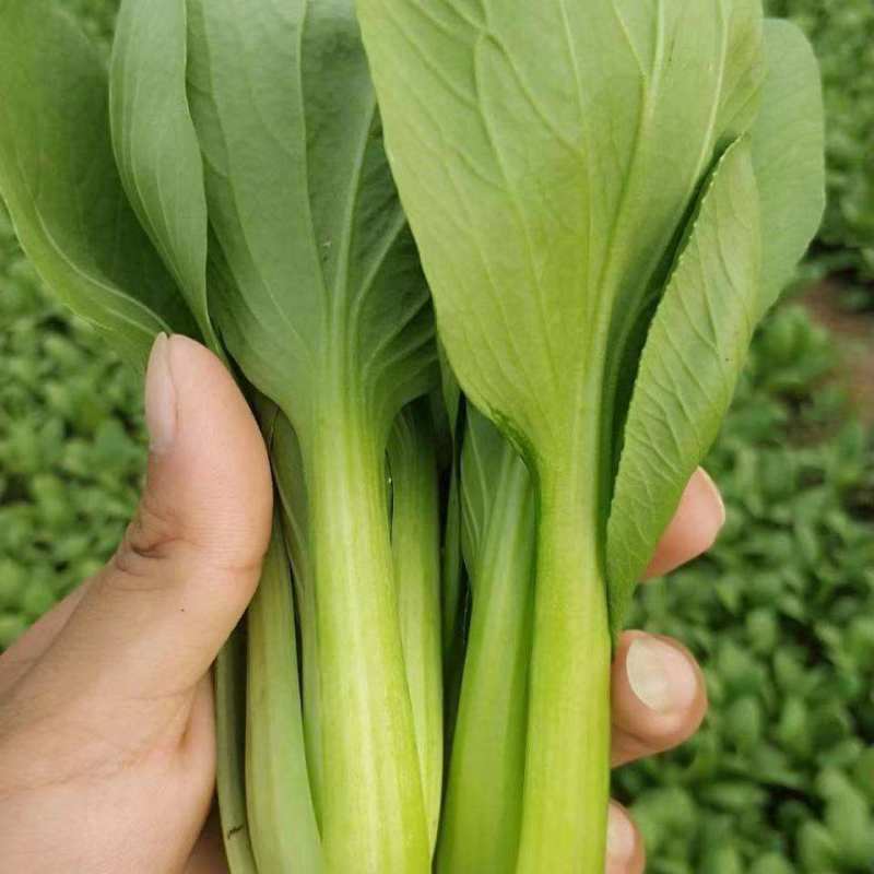 华冠青梗菜种子罐装抗病高产青菜种籽秋季四季播蔬菜孑