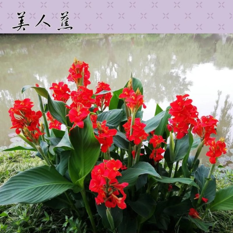 美人蕉种子红艳蕉小花美人蕉花种籽子小芭蕉黄花庭院室外易活