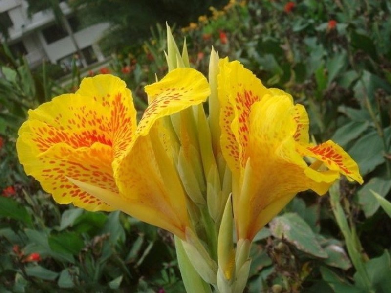 美人蕉种子红艳蕉小花美人蕉花种籽子小芭蕉黄花庭院室外易活