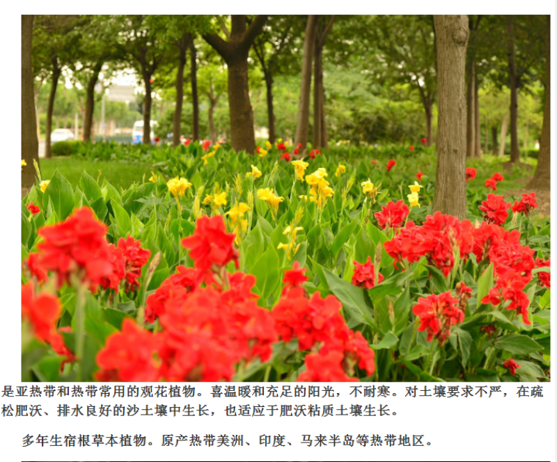 美人蕉种子红艳蕉小花美人蕉花种籽子小芭蕉黄花庭院室外易活