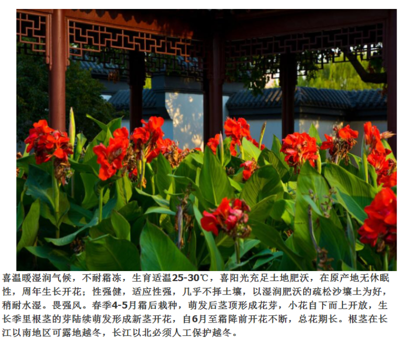 美人蕉种子红艳蕉小花美人蕉花种籽子小芭蕉黄花庭院室外易活