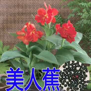 美人蕉种子红艳蕉小花美人蕉花种籽子小芭蕉黄花庭院室外易活