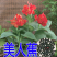 美人蕉种子红艳蕉小花美人蕉花种籽子小芭蕉黄花庭院室外易活
