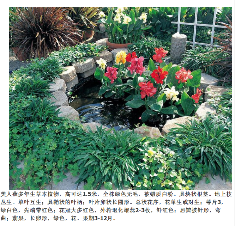 美人蕉种子红艳蕉小花美人蕉花种籽子小芭蕉黄花庭院室外易活