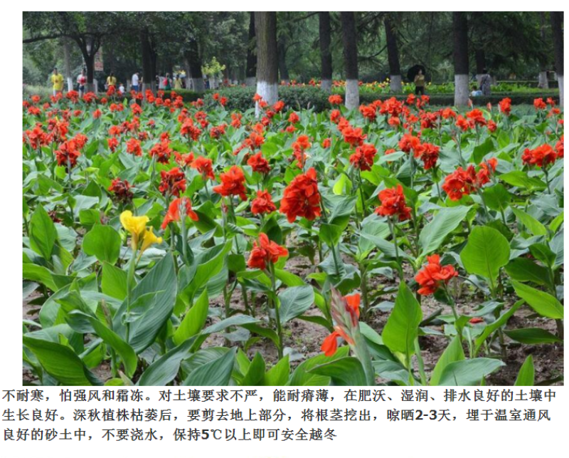 美人蕉种子红艳蕉小花美人蕉花种籽子小芭蕉黄花庭院室外易活