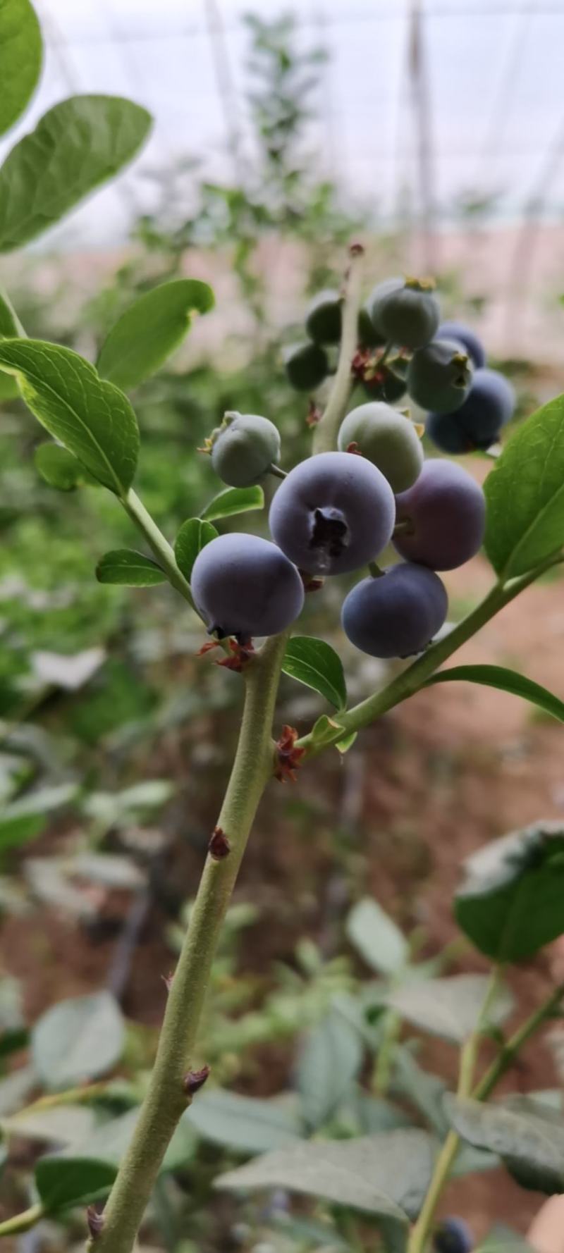 自家果园蓝莓奥尼尔超甜，货真价实