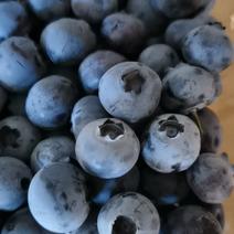 自家果园蓝莓奥尼尔超甜，货真价实