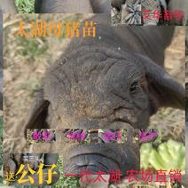 纯原种太湖公猪母猪一代太湖母猪纯散养高产母猪公猪